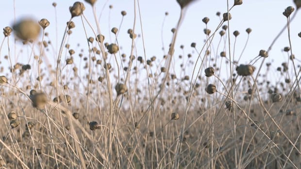 A lush field of swaying tall grass.